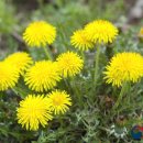 대굴령민들레동산 이미지