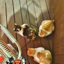 그리다용화 이미지