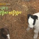 신통목장 이미지