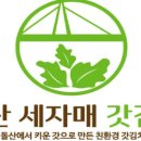자매돌산갓김치 이미지