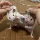 카페 먹
