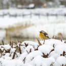 【포토뉴스】 ‘雪景 순백의 아름다움’…눈꽃이 만발한 갯골생태공원ㆍ물왕호수 이미지