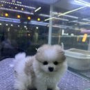 멍멍이와 야옹이 분양 미용 | 안양강아지분양 파티세이블포메라니안