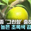 초록비타민 이미지