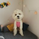 그루밍폼폼 | [보리X그루밍독]그루밍독 뜨끈 폼폼 맨투맨 티셔츠 착용 후기