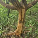 성읍리-10 이미지