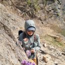 3월29일(일) 백운산(동강) &#34;동강할미꽃&#34; BAC100대 명산 이미지