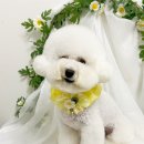 뽀송뽀송 강아지 미용실 이미지