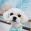 뽀송이네 펫살롱 이미지