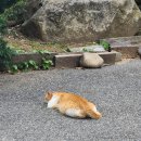 충주보쌈 이미지