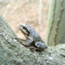 청개구리PC 이미지