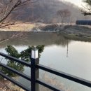 산업대 은행나무길 | [천안아산 은행나무 명소] - 숨겨진 조용한 은행나무 스팟 카페와 곡교천 은행나무길 리얼 후기