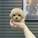 나눔펫 책임분양소 강아지분양 일산점 이미지