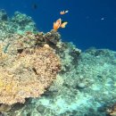 딱다레미경로당 | 보홀에서 멋들어진 여름휴가 보내기 - 4일차