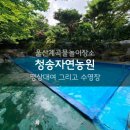 울산 계곡 물놀이 수영장이 있는 청송자연농원에서 평상대여하고 놀았어요