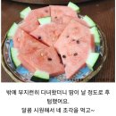 오리지날 고창 수박".7. 8. 9.10.11kg급 .헷)샤인 머스켓 판매 이미지