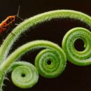 호박넝쿨 이미지