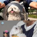 꼬리살랑 이미지