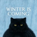 고양이미용사 임서영 이미지