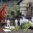 '돼지 살처분' 강화군 돼지 전멸..애완용 돼지 1마리만 남아 이미지