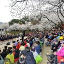 안산벚꽃음악회 이미지