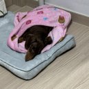 밤비동물병원 이미지