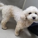 바늘카페 파주점 | [경기/파주] 이색카페 ‘바늘이야기’ 파주 직영점 방문 후기 / 애견동반 가능