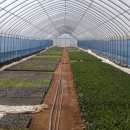 장곡제일농장 이미지