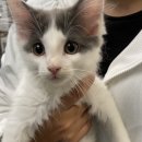 야옹야옹 이미지