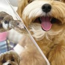 애니멀리움 이미지