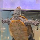 테라핀