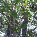 진시황제가 찿던 불로초 만병통치나무 황칠나무 이미지