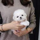 A. DOG(어독) 이미지