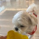 멍해피 애견유치원&호텔 이미지