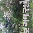 검진받고 보라매공원 다녀옴 이미지