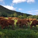 신우목장 이미지