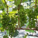 김영도농장 이미지