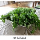 신무농원 Daum카페