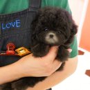 댕댕이 애견샵 이미지