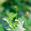 장산억새밭 이미지