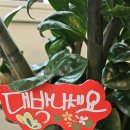 본아빼띠