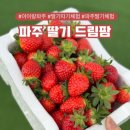 더드림팜 | 파주딸기드림팜 파주 딸기체험 내돈내산 만족 후기