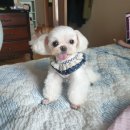 블라썸펫 이미지