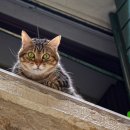 마이펫종합동물병원 이미지