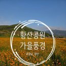 서부로(3-167) | [양산시] &lt;황산공원&gt; 가을 풍경을 담아왔어요(코스모스, 황화코스모스, 백일홍, 댑싸리, 버베나...