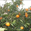 금빛농장 이미지