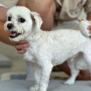 애견미용사 3급 자격증 과정 2 이미지