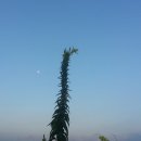 이미순「달」 이미지