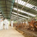 도원축산 이미지