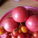 선분농장 이미지